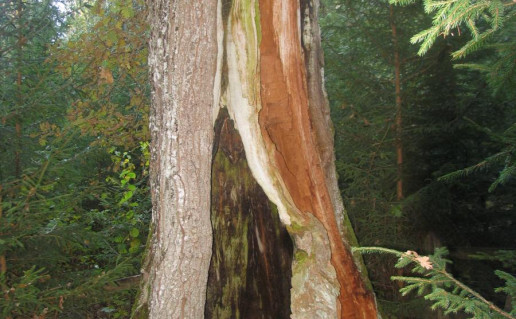 2_Jomantu azuolas (2).jpg